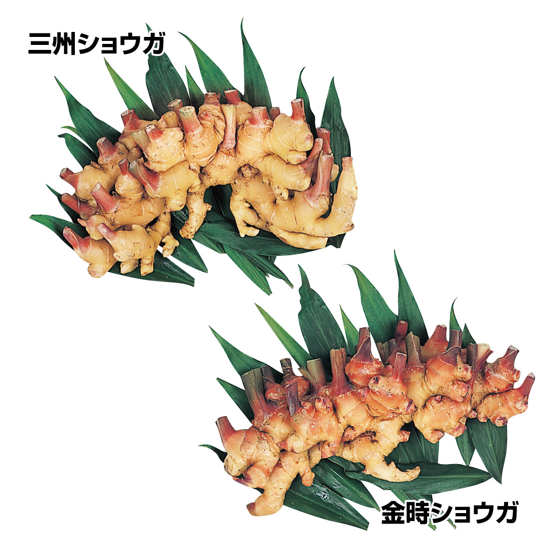 種ショウガ 美味小ショウガセット 2種1kg