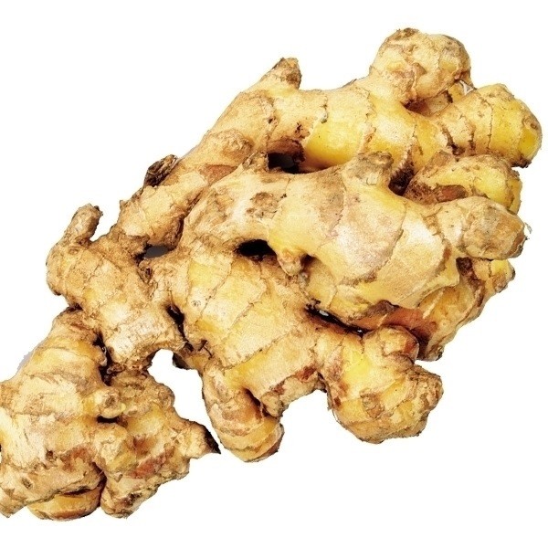 種ショウガ 中太ショウガ