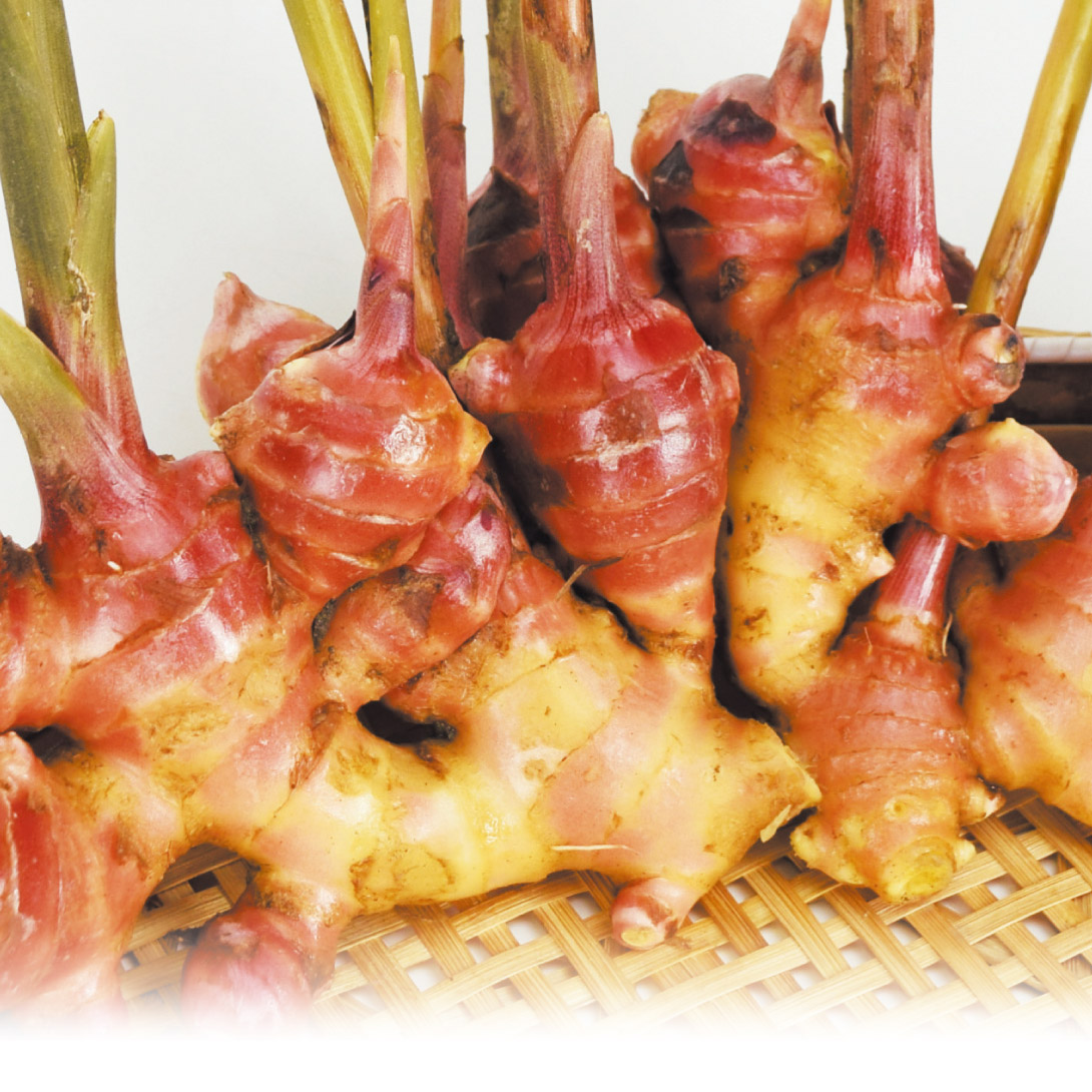 種ショウガ 赤ショウガ