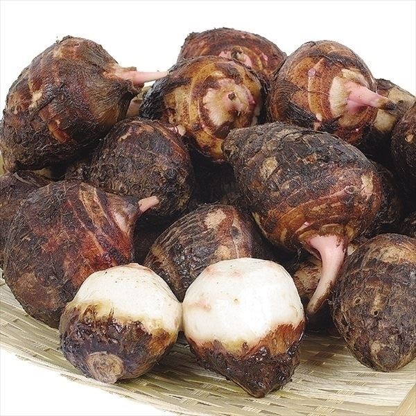 種いも 里いも 赤芽大吉