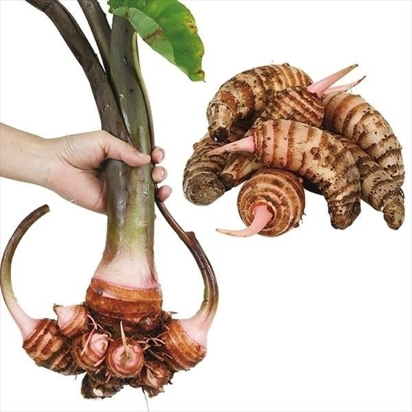 里いも種芋 桜エビイモ