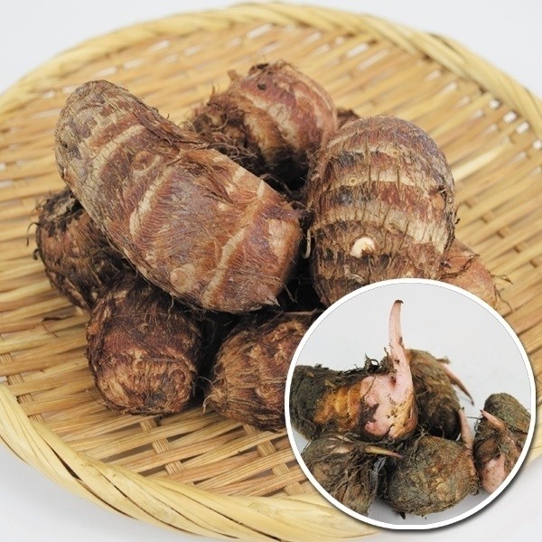 種いも サトイモ種いも 赤芽里芋