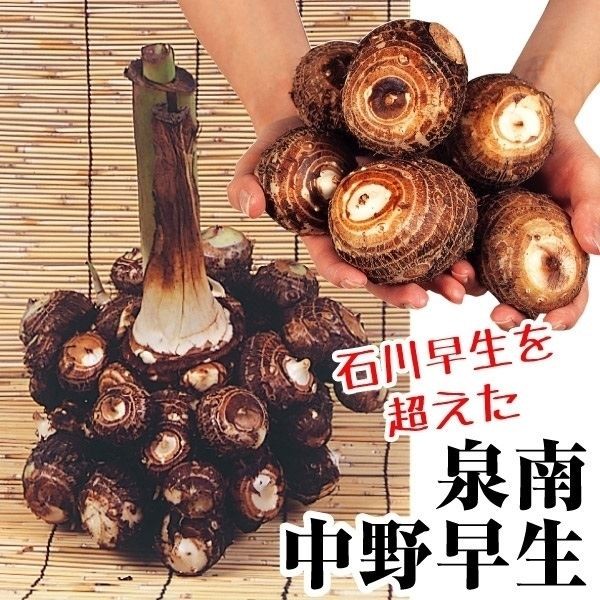 里いも種芋 泉南中野早生