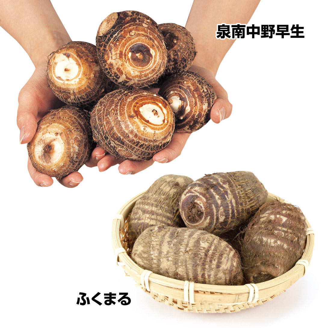 種イモ 里いも おすすめ里いもセット 2種1kg