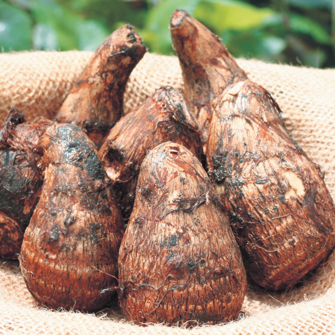 種イモ 里いも 善光寺さといも