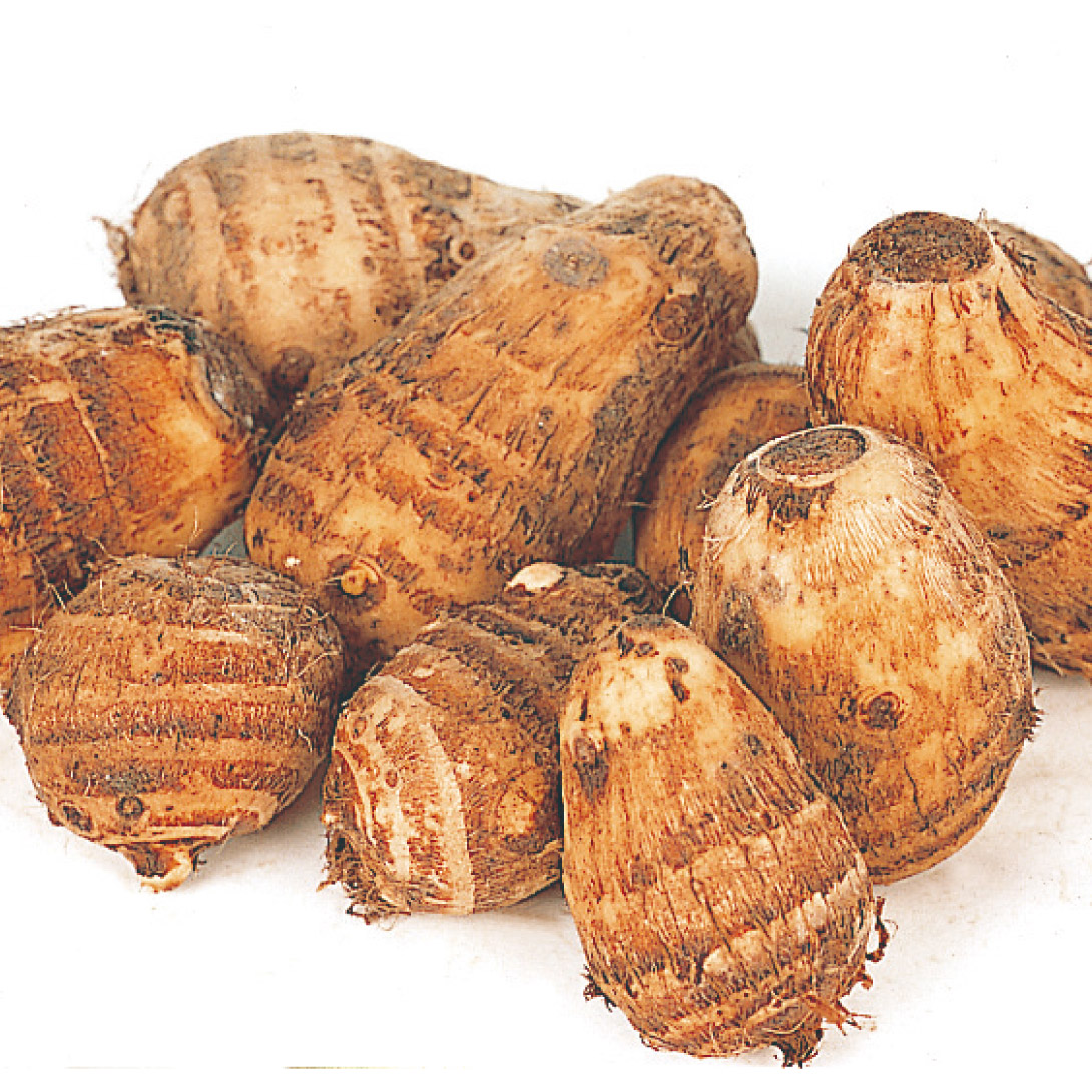 里いも種芋 愛知早生