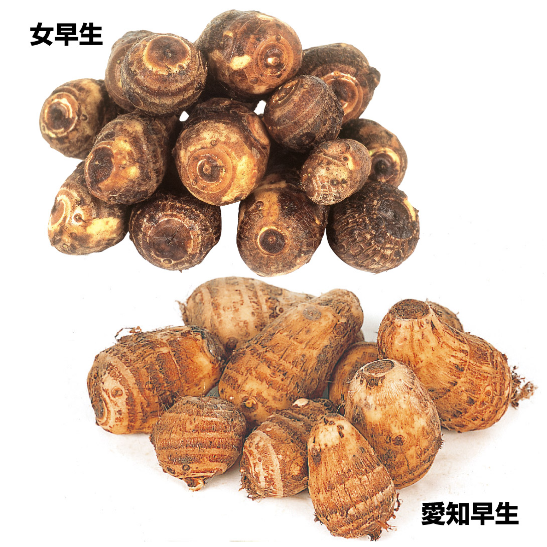 種イモ 里いも 極旨里いもセット 2種1kg