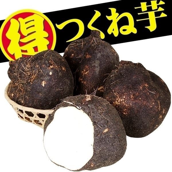 山いも種芋 つくねいも