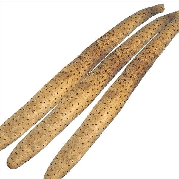 種いも 長いも とっくり形長いも