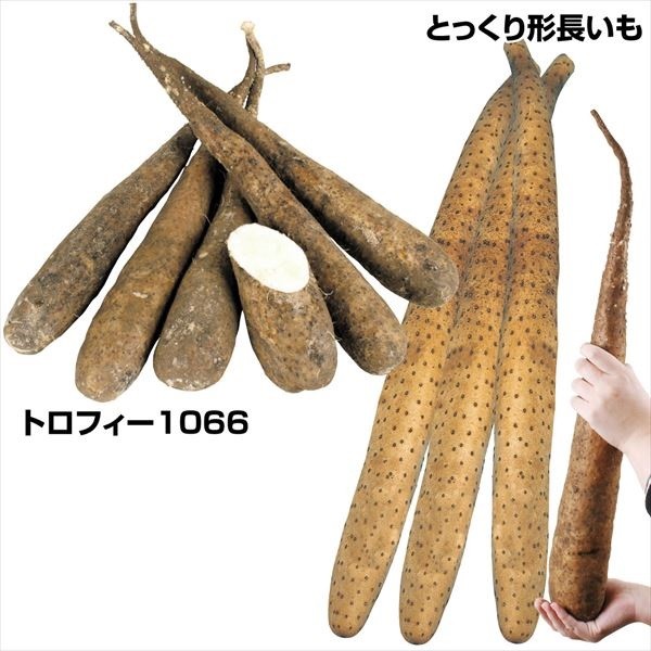種芋 山いも 人気の長いもセット 2種15個