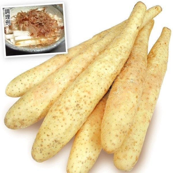 山いも種芋 長いも 信州長いも