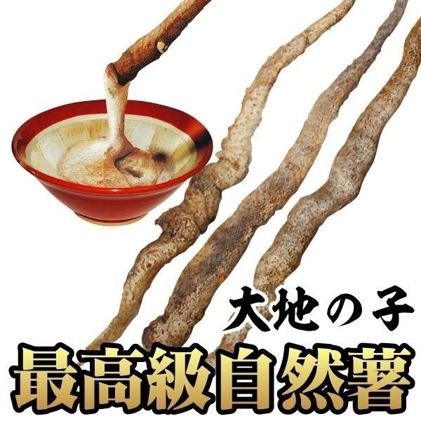 山いも種芋 じねんじょ大地の子