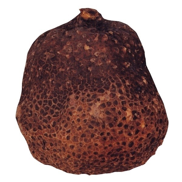 山いも種芋 つくねいも 丹波いも