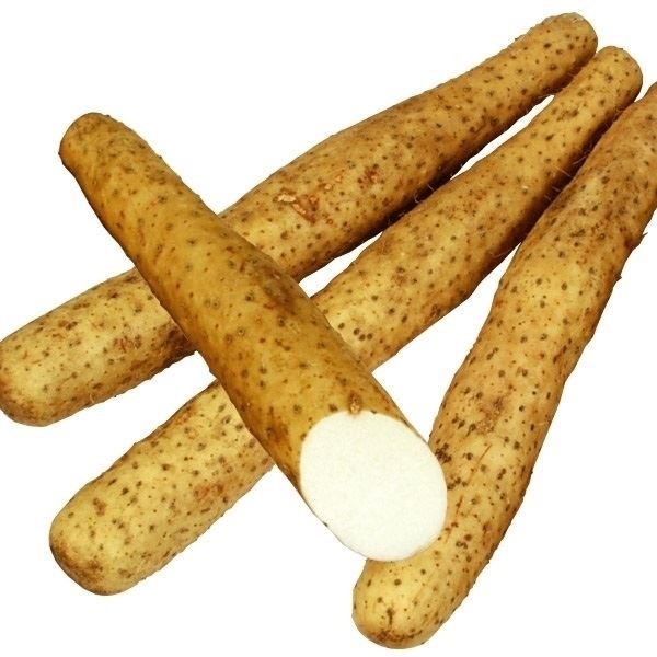 山いも種芋 長いも ねばりいも