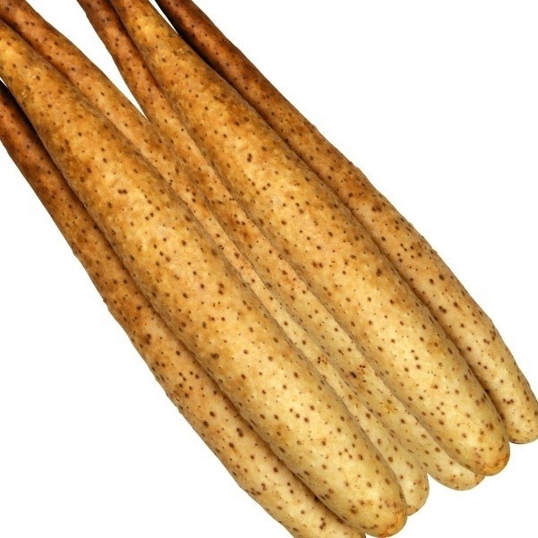 種いも 長いも Ｎ－１０