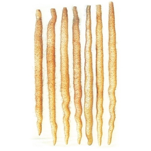 山いも種芋 自然薯 白金とろろ