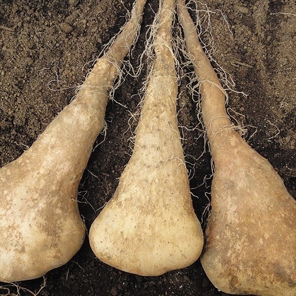 種いも 山いも げんこつ次郎