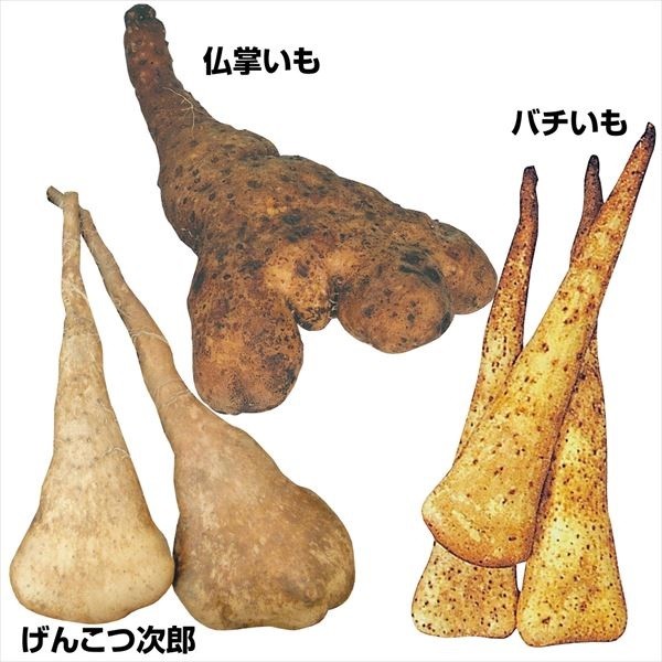 種芋 山いも 濃厚山いもセット 3種15個