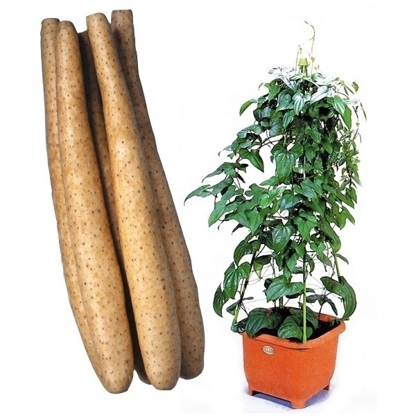 山いも種芋 プチ長いも ムカゴ