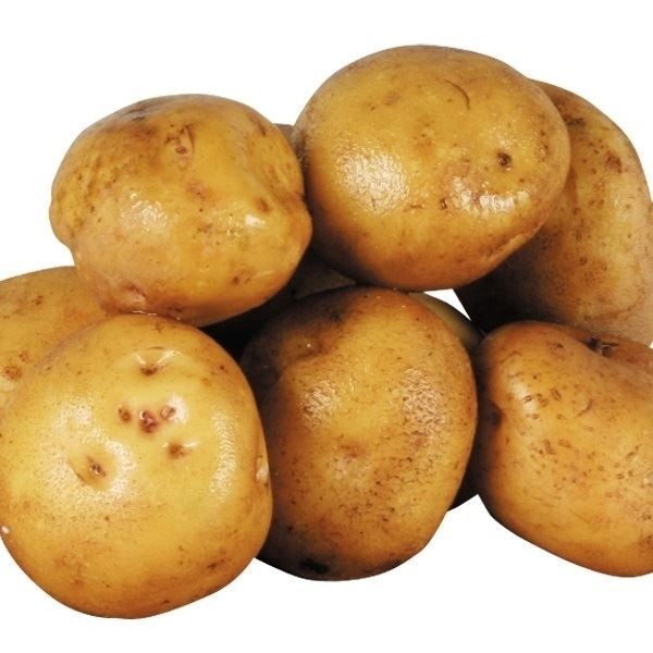 キタアカリ　ジャガイモ