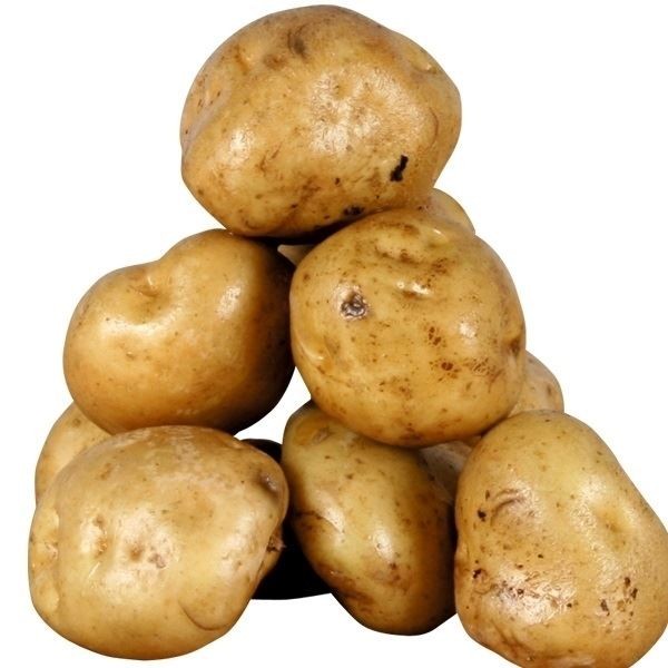 じゃがいも種芋 男爵薯