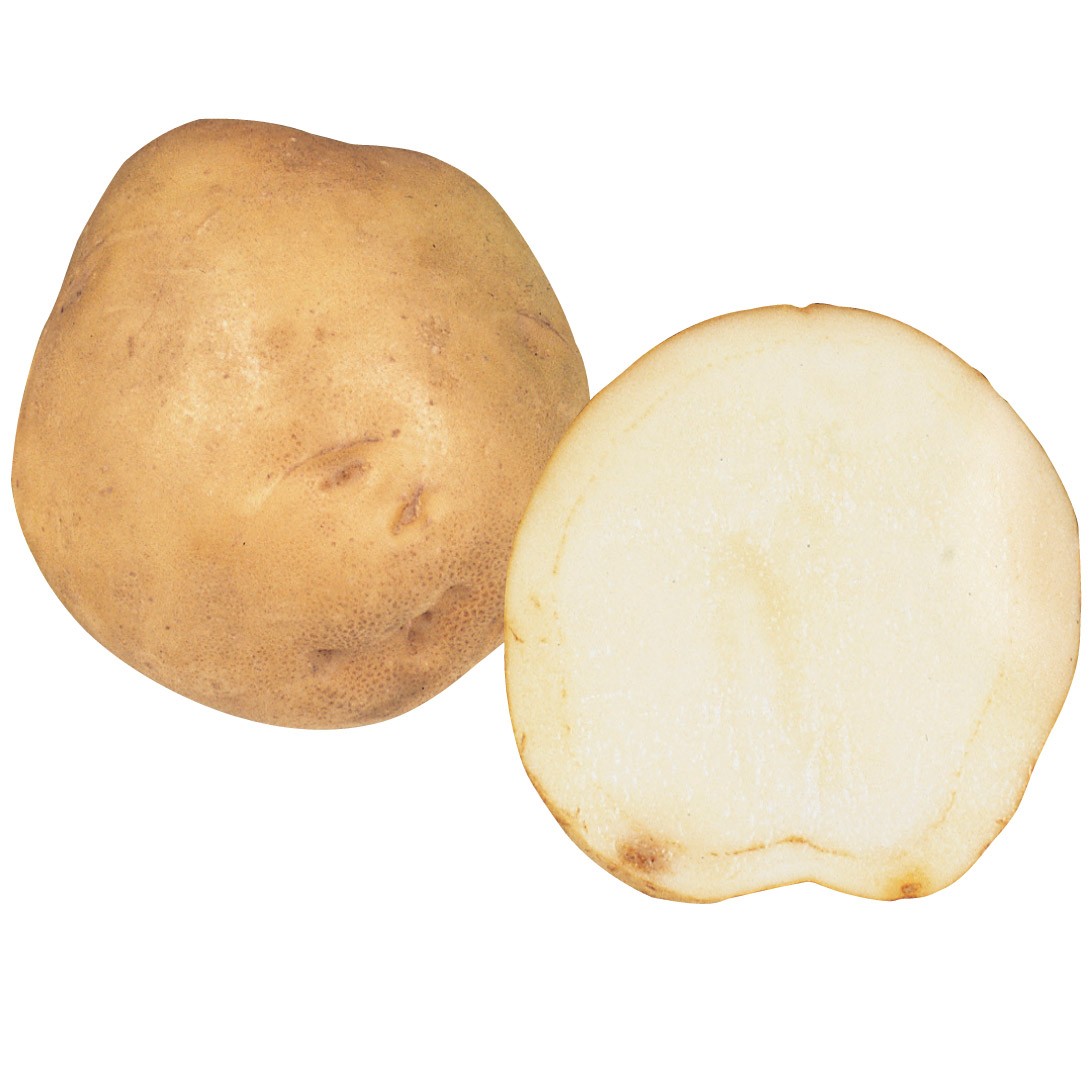 じゃがいも種イモ ワセシロ 1kg