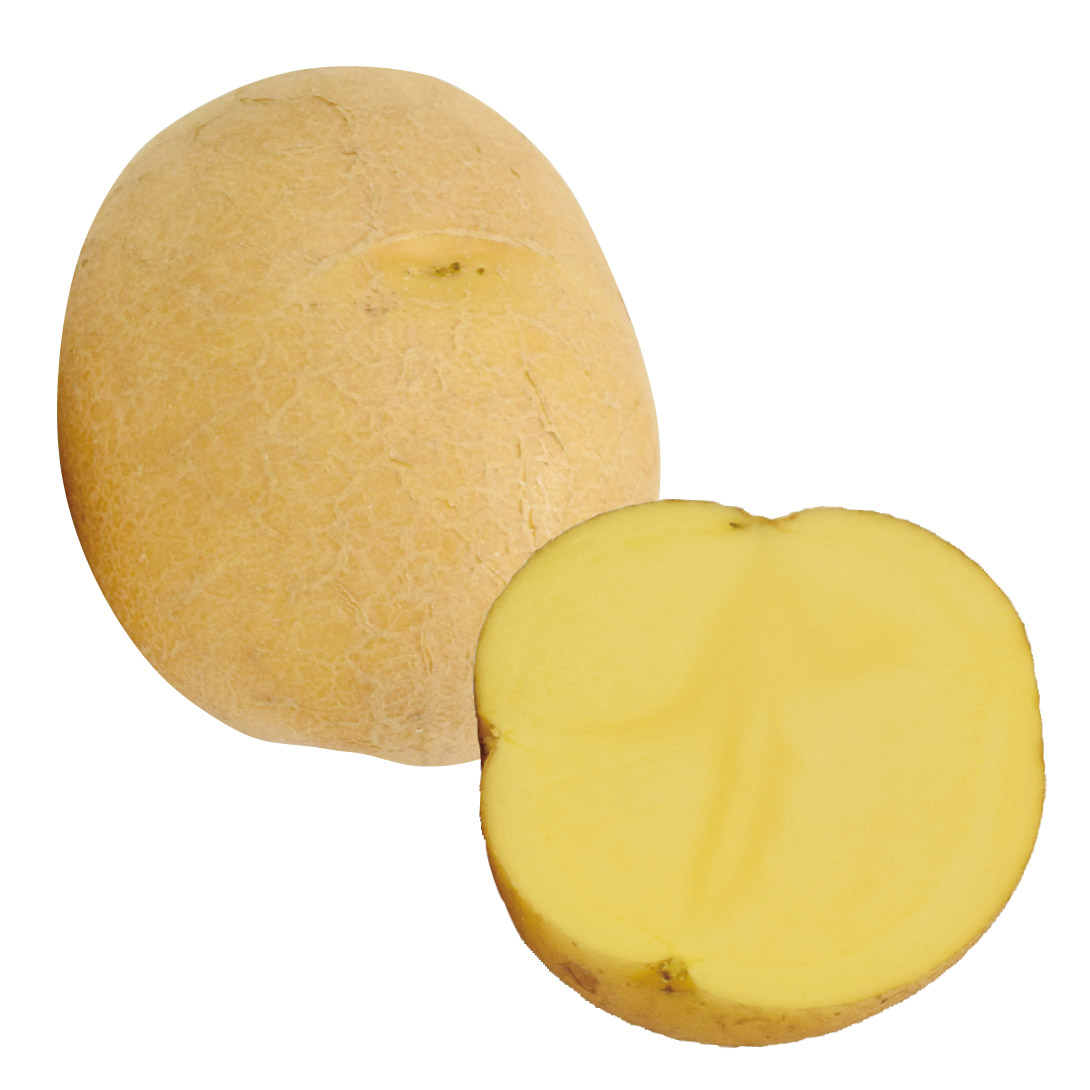 じゃがいも種芋 アイマサリPVP 1kg