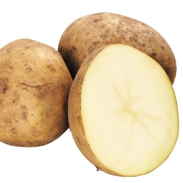 ジャガイモ種芋 きたかむいPVP 1kg