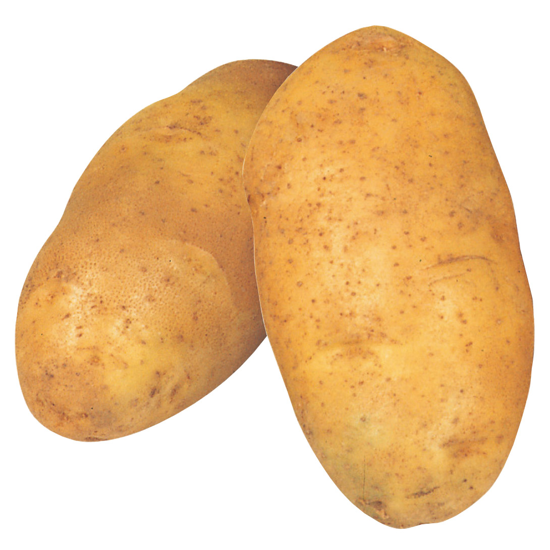 じゃがいも種芋 ホッカイコガネ 2kg