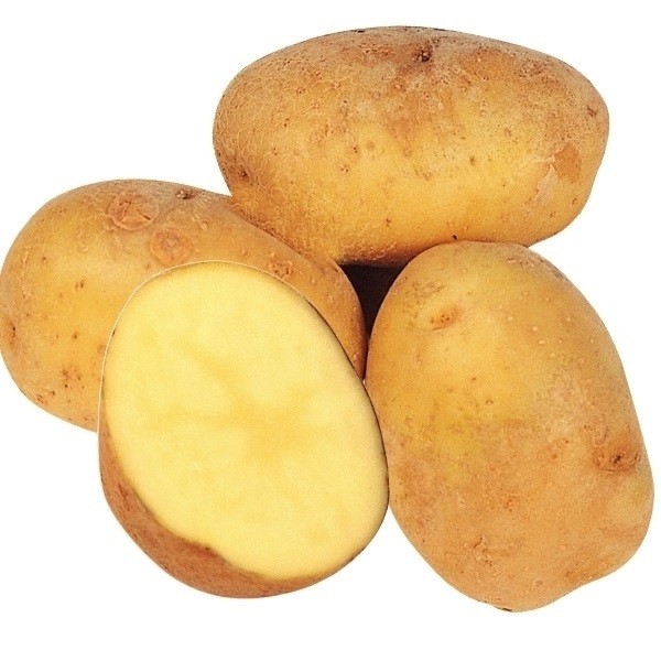 種いも じゃがいも 十勝こがね 2kg