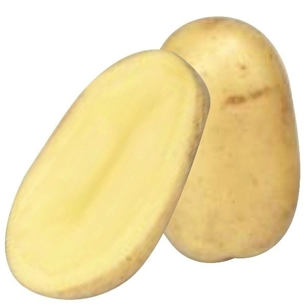 じゃがいも種芋 グウェンPVP 1kg