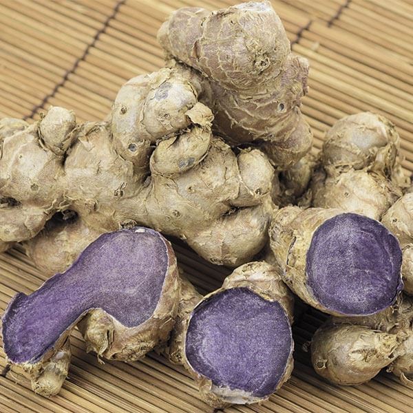 種いも 黒ウコン