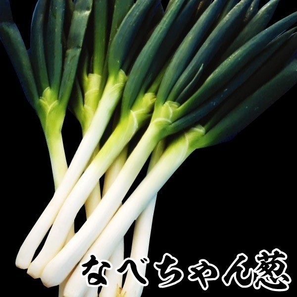 ネギ苗 F1なべちゃん葱