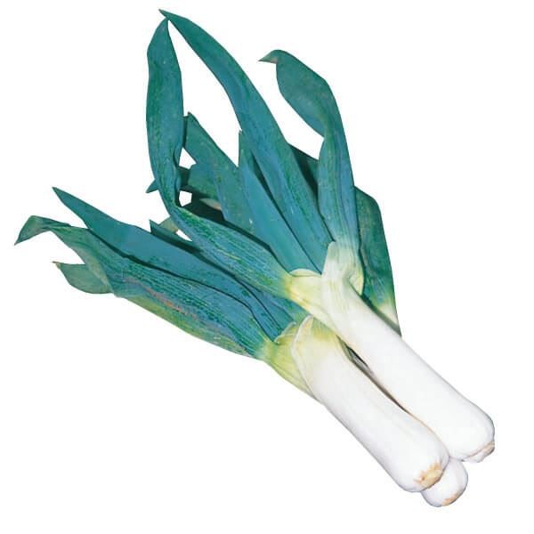 ネギ苗 下仁田葱