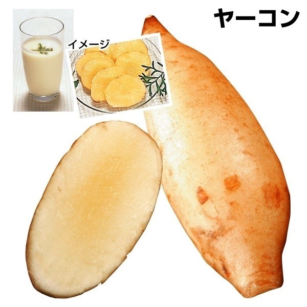 種芋 ヤーコン サラダオトメ(ポット苗)