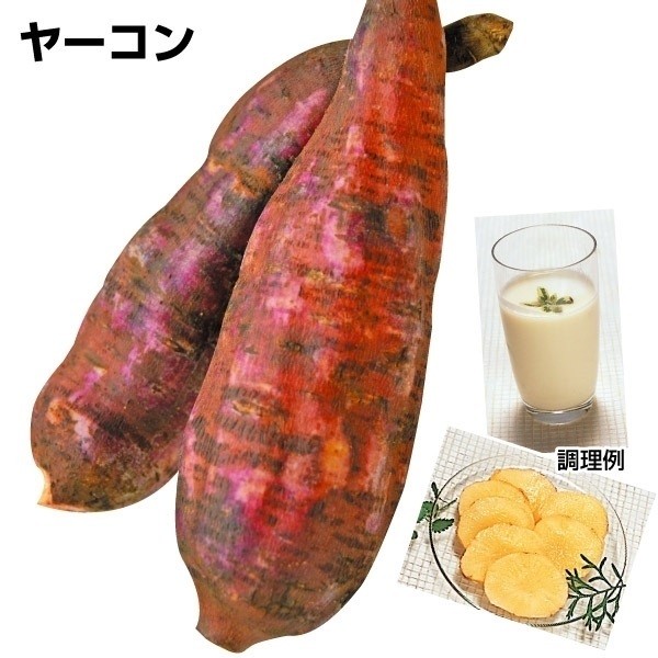 種芋 ヤーコン アンデスの乙女PVP(ポット苗)