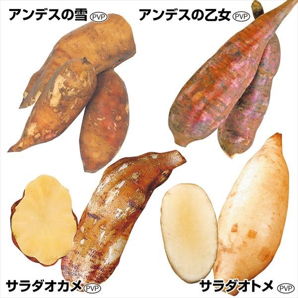 有用植物苗 健康野菜 ヤーコンポット苗セット 4種12球