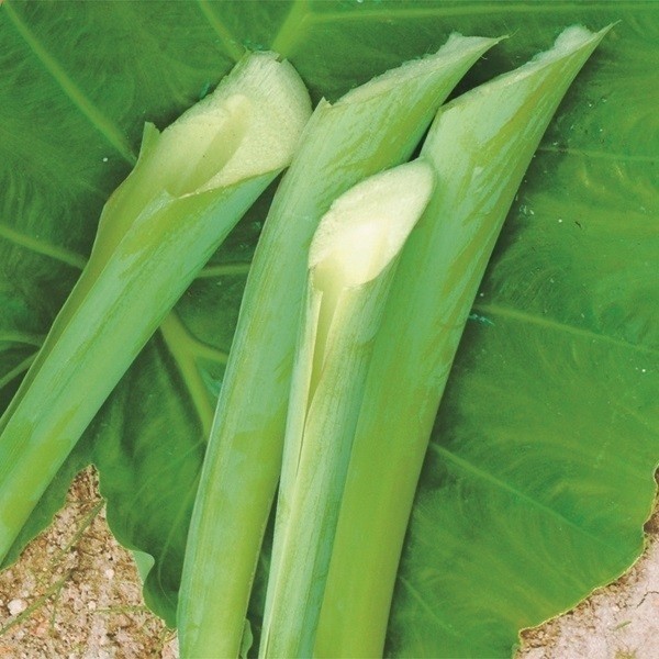 種芋 ハスイモ(ポット苗)