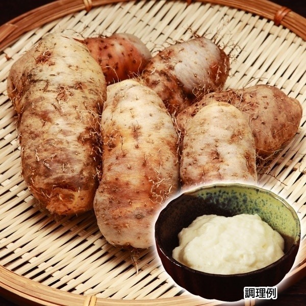 種芋 トゲドコロ（クーガ芋）