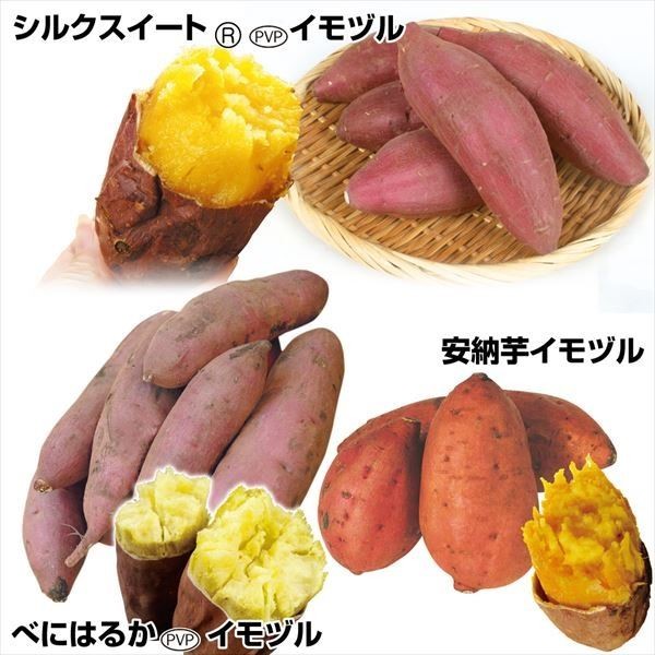 イモヅル 芋づる 大人気さつまいもイモヅルセット