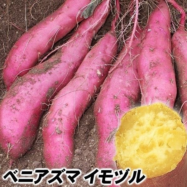イモヅル 芋づる ベニアズマイモヅル