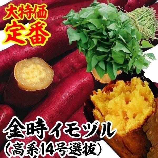 イモヅル 芋づる 金時(高系14号選抜）イモヅル
