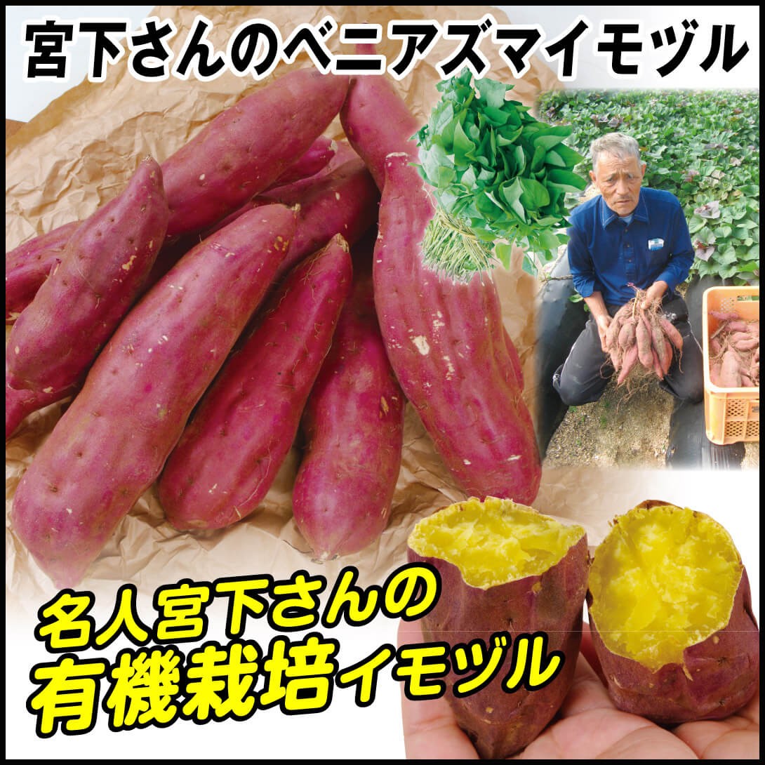 イモヅル 芋づる 宮下さんのベニアズマイモヅル