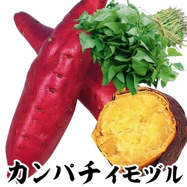 イモヅル 芋づる カンパチイモヅル