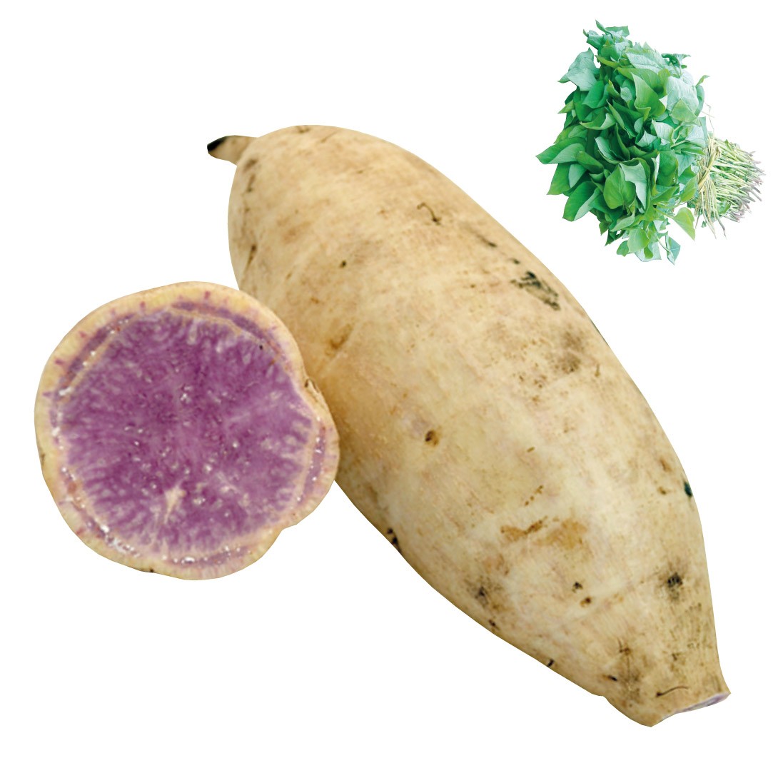 イモヅル 芋づる 鹿屋パープルイモヅル