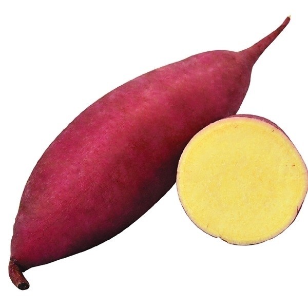 イモヅル 芋づる ほしこがねPVPイモヅル