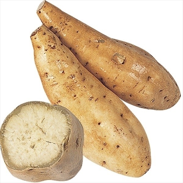 イモヅル 芋づる 黄金千貫