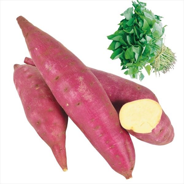 イモヅル 芋づる まいこ金時Rイモヅル