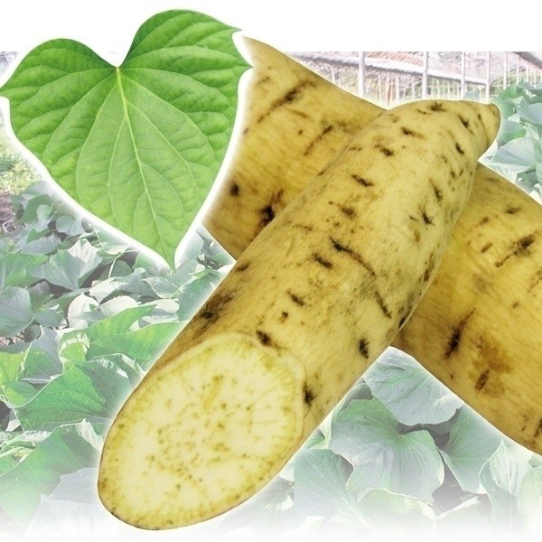 イモヅル 芋づる ヘルシー菜イモヅル