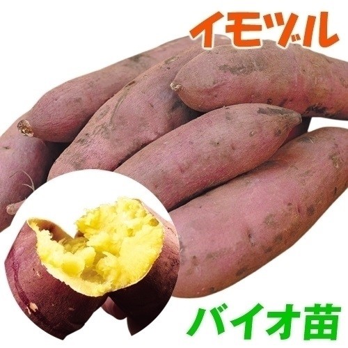 イモヅル 芋づる バイオ苗べにはるかPVPイモヅル